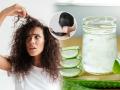 Dry and Itchy Scalp in Winter? Try This Aloe Vera and Curry Leaf Hair Treatment - Hindi News | Dry and Itchy Scalp in Winter? Try This Aloe Vera and Curry Leaf Hair Treatment | Latest health News at Lokmattimes.com