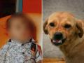 Dog Attack in Hyderabad: 18-Month-Old Boy Mauled to Death by Stray Dogs in Jawahar Nagar - Hindi News | Dog Attack in Hyderabad: 18-Month-Old Boy Mauled to Death by Stray Dogs in Jawahar Nagar | Latest national News at Lokmattimes.com
