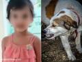 Dog Attack in Jalna: 4-Year-Old Girl Dies After Being Attacked by Stray Dogs in Ambad Chauphuli - Hindi News | Dog Attack in Jalna: 4-Year-Old Girl Dies After Being Attacked by Stray Dogs in Ambad Chauphuli | Latest maharashtra News at Lokmattimes.com