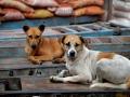 Stray Dog Menace in UP: Life Imprisonment for Dogs Who Bite Humans Twice in Utter Pradesh? - Hindi News | Stray Dog Menace in UP: Life Imprisonment for Dogs Who Bite Humans Twice in Utter Pradesh? | Latest national News at Lokmattimes.com