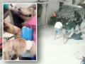 Hyderabad: Pet Husky Dog, Owner and His Wife Mercilessly Beaten With Iron Rods in Madhura Nagar; Disturbing Video Goes Viral - Hindi News | Hyderabad: Pet Husky Dog, Owner and His Wife Mercilessly Beaten With Iron Rods in Madhura Nagar; Disturbing Video Goes Viral | Latest national News at Lokmattimes.com