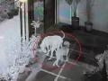 Chhatrapati Sambhajinagar: Stray dog steals ex-mayor's expensive shoes, municipal puzzle to catch culprit - Hindi News | Chhatrapati Sambhajinagar: Stray dog steals ex-mayor's expensive shoes, municipal puzzle to catch culprit | Latest maharashtra News at Lokmattimes.com