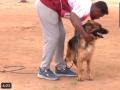 Mangaluru Dog Show: Karavali Canine Club Organizes All-Breed Dog Show Championship - Video - Hindi News | Mangaluru Dog Show: Karavali Canine Club Organizes All-Breed Dog Show Championship - Video | Latest national News at Lokmattimes.com