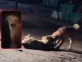 Dog vs Leopard Video: Stray Dogs Drag Big Cat for 300 Metres in Nashik in Counterattack - Hindi News | Dog vs Leopard Video: Stray Dogs Drag Big Cat for 300 Metres in Nashik in Counterattack | Latest nashik News at Lokmattimes.com