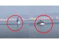 Viral Video! Navi Mumbai: Dolphins spotted swimming in Vashi creek - Hindi News | Viral Video! Navi Mumbai: Dolphins spotted swimming in Vashi creek | Latest maharashtra News at Lokmattimes.com