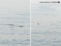 Dolphins Spotted in Mumbai: Group Seen Swimming Near Worli Sea Face; Netizens React as Video Goes Viral - Hindi News | Dolphins Spotted in Mumbai: Group Seen Swimming Near Worli Sea Face; Netizens React as Video Goes Viral | Latest mumbai News at Lokmattimes.com