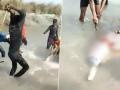Rare species of Dolphin beaten to death in UP, shocking video footage goes viral! - Hindi News | Rare species of Dolphin beaten to death in UP, shocking video footage goes viral! | Latest social-viral News at Lokmattimes.com