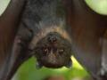 Researchers in China find new batch of coronaviruses in bats - Reports - Hindi News | Researchers in China find new batch of coronaviruses in bats - Reports | Latest international News at Lokmattimes.com