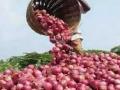 Nashik: Farmer lights bonfire of onions in protest against govt's policies and to highlight plight of growers - Hindi News | Nashik: Farmer lights bonfire of onions in protest against govt's policies and to highlight plight of growers | Latest maharashtra News at Lokmattimes.com