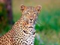 Pune: Leopard on the prowl captured after 3-hour rescue operation - Hindi News | Pune: Leopard on the prowl captured after 3-hour rescue operation | Latest maharashtra News at Lokmattimes.com