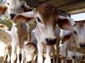 Goseva Ayog for cow welfare to be set up in Maharashtra - Hindi News | Goseva Ayog for cow welfare to be set up in Maharashtra | Latest maharashtra News at Lokmattimes.com