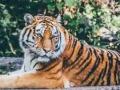 Chandrapur: Woman mauled to death by tiger - Hindi News | Chandrapur: Woman mauled to death by tiger | Latest maharashtra News at Lokmattimes.com