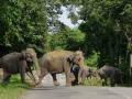 Gondia: Patrolling and monitoring increased amid movement of elephant herd - Hindi News | Gondia: Patrolling and monitoring increased amid movement of elephant herd | Latest maharashtra News at Lokmattimes.com
