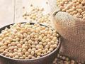 Maharashtra: Nearly 24.86 lakh hectares of land in Marathwada to come under soybean cultivation in Kharif season - Hindi News | Maharashtra: Nearly 24.86 lakh hectares of land in Marathwada to come under soybean cultivation in Kharif season | Latest maharashtra News at Lokmattimes.com