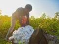 Maharashtra: Cotton farmers to take out rally to demand subsidy of Rs 5,000 per quintal on May 18 - Hindi News | Maharashtra: Cotton farmers to take out rally to demand subsidy of Rs 5,000 per quintal on May 18 | Latest maharashtra News at Lokmattimes.com