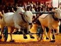 Maha govt welcomes SC verdict on bullock-cart races - Hindi News | Maha govt welcomes SC verdict on bullock-cart races | Latest maharashtra News at Lokmattimes.com