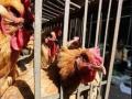 Maha govt orders use of technology to stop cruel ways of killing unwanted poultry chicks - Hindi News | Maha govt orders use of technology to stop cruel ways of killing unwanted poultry chicks | Latest maharashtra News at Lokmattimes.com