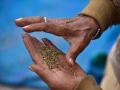 Maharashtra: Man held for trying to supply ganja to accused in court - Hindi News | Maharashtra: Man held for trying to supply ganja to accused in court | Latest maharashtra News at Lokmattimes.com