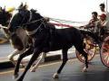 Mumbai: Four held for horse-drawn carriage racing - Hindi News | Mumbai: Four held for horse-drawn carriage racing | Latest maharashtra News at Lokmattimes.com