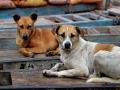 Mumbai: Stray dog population likely increased to 1.64 lakh from 95,000 in 2014 - Hindi News | Mumbai: Stray dog population likely increased to 1.64 lakh from 95,000 in 2014 | Latest maharashtra News at Lokmattimes.com