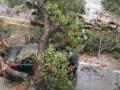 Mumbai rains: Two persons killed in separate tree fall incidents in city - Hindi News | Mumbai rains: Two persons killed in separate tree fall incidents in city | Latest maharashtra News at Lokmattimes.com