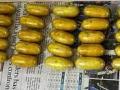 Mumbai: African national swallows 43 capsules of heroin worth Rs 5 crore - Hindi News | Mumbai: African national swallows 43 capsules of heroin worth Rs 5 crore | Latest maharashtra News at Lokmattimes.com