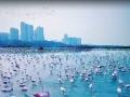 Navi Mumbai: Environmentalists Slam Drone Filming of Flamingos in OTT Movie - Hindi News | Navi Mumbai: Environmentalists Slam Drone Filming of Flamingos in OTT Movie | Latest navi-mumbai News at Lokmattimes.com