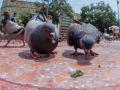 Pune: 12-year-old boy forced to consume pigeon droppings over minor dispute - Hindi News | Pune: 12-year-old boy forced to consume pigeon droppings over minor dispute | Latest maharashtra News at Lokmattimes.com