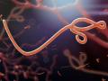 Ebola like Marbug virus kills 9 at Equatorial Guinea,alert issued - Hindi News | Ebola like Marbug virus kills 9 at Equatorial Guinea,alert issued | Latest international News at Lokmattimes.com