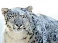 Ladakh Leads with 477 Snow Leopards: A Total of 718 Spread Across the Himalayan Union Territories and States - Hindi News | Ladakh Leads with 477 Snow Leopards: A Total of 718 Spread Across the Himalayan Union Territories and States | Latest national News at Lokmattimes.com