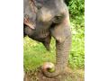 Viral Video! Elephant enjoys eating mangoes from tree goes viral - Hindi News | Viral Video! Elephant enjoys eating mangoes from tree goes viral | Latest social-viral News at Lokmattimes.com