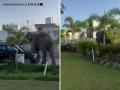 Haridwar Shocker: Wild Elephant Breaks into Hospital, Causes Panic Among Patients and Staff; Terrifying Video Emerges - Hindi News | Haridwar Shocker: Wild Elephant Breaks into Hospital, Causes Panic Among Patients and Staff; Terrifying Video Emerges | Latest national News at Lokmattimes.com