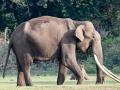 Elephant Attack in Chhattisgarh: Tusker Kills Woman and Cattle in Korba - Hindi News | Elephant Attack in Chhattisgarh: Tusker Kills Woman and Cattle in Korba | Latest national News at Lokmattimes.com