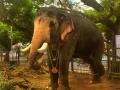 Elephant Attack In Kerala: Tribal Couple Trampled To Death By Wild Animal In Kannur - Hindi News | Elephant Attack In Kerala: Tribal Couple Trampled To Death By Wild Animal In Kannur | Latest national News at Lokmattimes.com