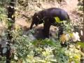 Chhattisgarh: Elephant Calf Injured in Suspected Bomb Blast in Udanti-Sitanadi Tiger Reserve (Watch Video) - Hindi News | Chhattisgarh: Elephant Calf Injured in Suspected Bomb Blast in Udanti-Sitanadi Tiger Reserve (Watch Video) | Latest national News at Lokmattimes.com