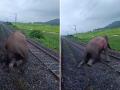 Assam: Wild Elephant Succumbed to Injuries After Being Hit by Train in Morigaon; Heartbreaking Video Emerges - Hindi News | Assam: Wild Elephant Succumbed to Injuries After Being Hit by Train in Morigaon; Heartbreaking Video Emerges | Latest national News at Lokmattimes.com