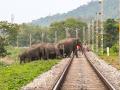 Sri Lanka Train Tragedy: Six Elephants Killed in Habarana Collision, Two Injured - Hindi News | Sri Lanka Train Tragedy: Six Elephants Killed in Habarana Collision, Two Injured | Latest international News at Lokmattimes.com
