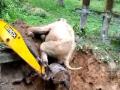 Viral Video! Elephant stuck in a trench rescued by Forest Department, video goes viral - Hindi News | Viral Video! Elephant stuck in a trench rescued by Forest Department, video goes viral | Latest social-viral News at Lokmattimes.com