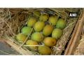 COVID-19 lockdown affects Mango business in Maharashtra - Hindi News | COVID-19 lockdown affects Mango business in Maharashtra | Latest maharashtra News at Lokmattimes.com