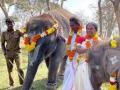 The Elephant Whisperers’ Bomman and Bellie allege exploitation and non-payment by docu makers - Hindi News | The Elephant Whisperers’ Bomman and Bellie allege exploitation and non-payment by docu makers | Latest entertainment News at Lokmattimes.com
