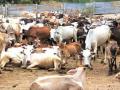 Cow tortured to death in UP for fun, shocking images go viral! - Hindi News | Cow tortured to death in UP for fun, shocking images go viral! | Latest national News at Lokmattimes.com
