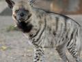 Karnataka Plans First Striped Hyena Sanctuary in Belagavi - Hindi News | Karnataka Plans First Striped Hyena Sanctuary in Belagavi | Latest national News at Lokmattimes.com