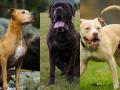 Mumbai: Centre Puts 'Ferocious Dog' Breed Ban on Hold, Seeks Public Suggestions Amid Legal Challenges - Hindi News | Mumbai: Centre Puts 'Ferocious Dog' Breed Ban on Hold, Seeks Public Suggestions Amid Legal Challenges | Latest mumbai News at Lokmattimes.com
