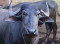 Buffalo swallows gold mangalsutra worth Rs 2 lakh; what happens next will surprise you! - Hindi News | Buffalo swallows gold mangalsutra worth Rs 2 lakh; what happens next will surprise you! | Latest maharashtra News at Lokmattimes.com