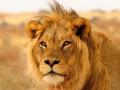 Gujarat man fights off a lion after animal pounces on his chest - Hindi News | Gujarat man fights off a lion after animal pounces on his chest | Latest social-viral News at Lokmattimes.com