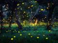 Nashik Annual Fireflies Festival in Bhandardara Dam: Wildlife Department Implements Rules for Tourists - Hindi News | Nashik Annual Fireflies Festival in Bhandardara Dam: Wildlife Department Implements Rules for Tourists | Latest nashik News at Lokmattimes.com