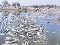 Heatwave in Telangana Leads to Mass Deaths of Fish as Temperature in State Crosses 47 Degrees Celsius - Hindi News | Heatwave in Telangana Leads to Mass Deaths of Fish as Temperature in State Crosses 47 Degrees Celsius | Latest national News at Lokmattimes.com