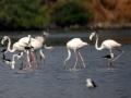 Flamingos Arrive Late in Mumbai, Environmentalists Raise Concerns Over Declining Numbers - Hindi News | Flamingos Arrive Late in Mumbai, Environmentalists Raise Concerns Over Declining Numbers | Latest navi-mumbai News at Lokmattimes.com