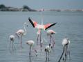 Bhandup to Host New Flamingo Park in Mumbai - Hindi News | Bhandup to Host New Flamingo Park in Mumbai | Latest maharashtra News at Lokmattimes.com