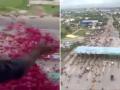 Kanwar Yatra 2024: Flower Petals Showered From Helicopter on Kanwariyas in Meerut (Watch Video) - Hindi News | Kanwar Yatra 2024: Flower Petals Showered From Helicopter on Kanwariyas in Meerut (Watch Video) | Latest lifestyle News at Lokmattimes.com